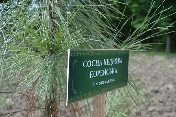 Лісівники Володимирщини створили дендропарк (фото, відео)
