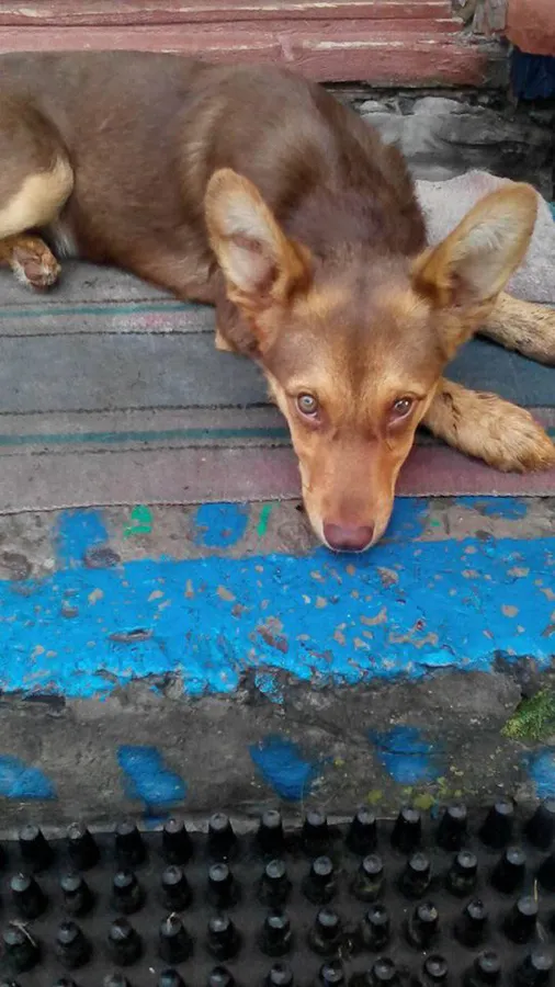 Заважала: на Волині собаку запхали в мішок і били шилом (фото 18+)