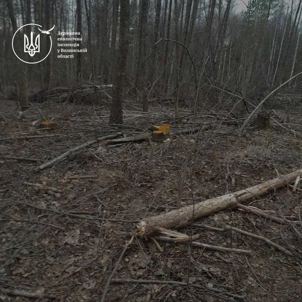 На Волині виявили масштабну вирубку лісу: збитки сягають понад 20 млн грн (фото)
