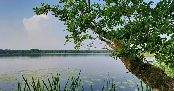 За 150 км від Луцька причаїлось незаймане озеро Шині з прозорою водою та всілякою рибою (фото)