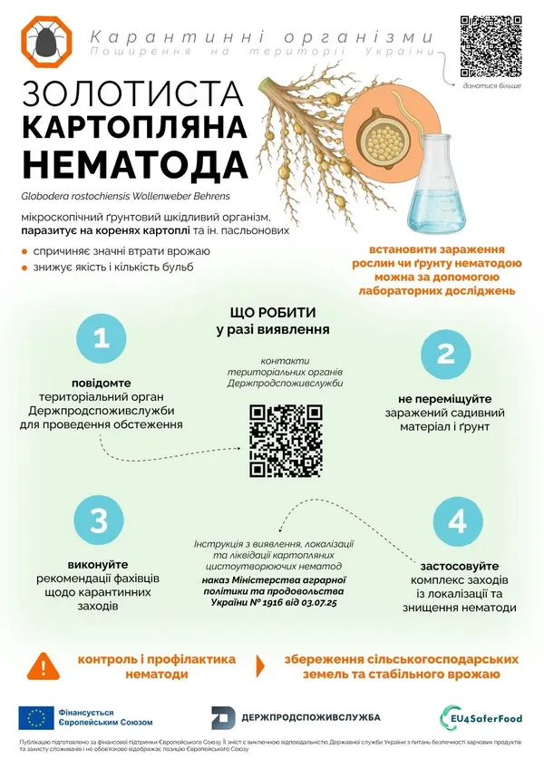 Може знищити до 90% врожаю: на Волині попереджають про шкідника, який живе у ґрунті до 20 років