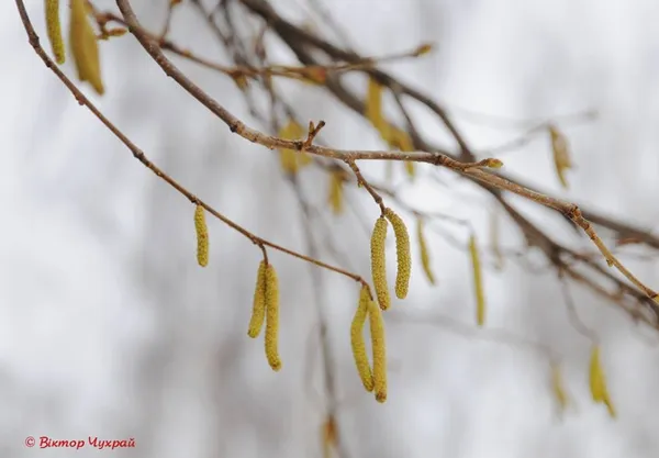 Луцький фотохудожник поділився вранішніми світлинами міста