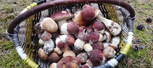 Ростуть купками: у лісі на Волині зібрали повний кошик боровиків (фото)
