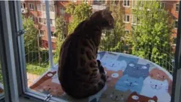 Коти у захваті: лучан заінтригували мінібалкони для тварин (фото)