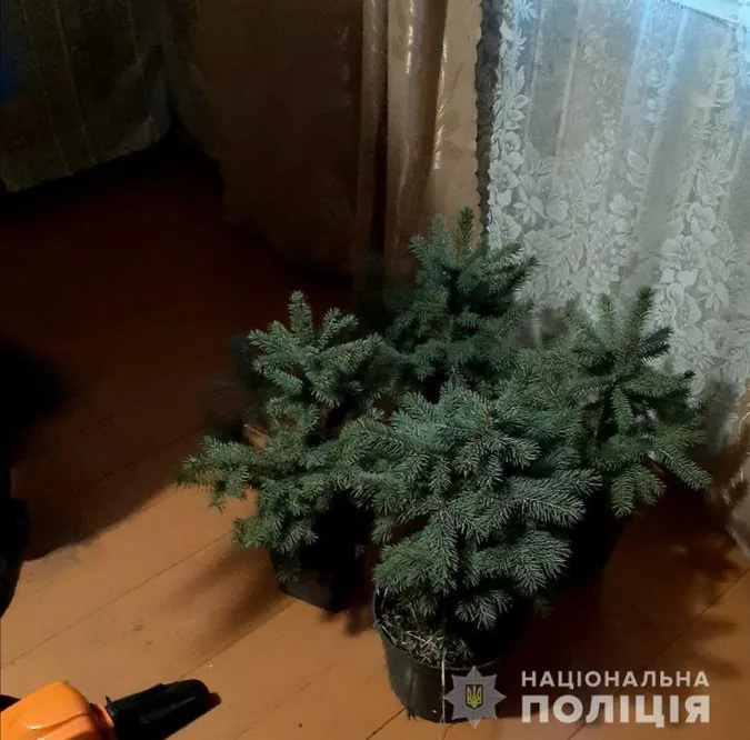 Туї, ялинки, акумулятор і колесо: у Ковелі спіймали крадія (фото)