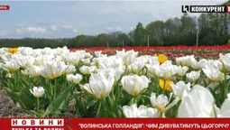 Незабаром відкриття: чим цього року дивуватиме Волинська Голландія (відео)