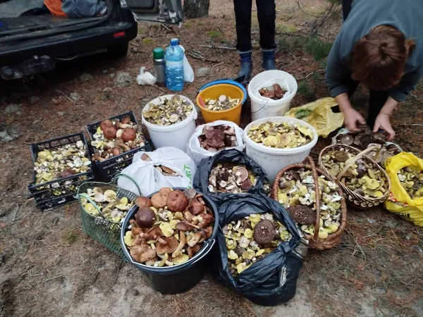 Де на Волині збирають цілі гори зелениць