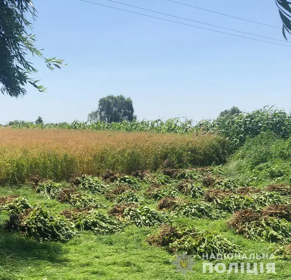 Волинянка вирощувала на присадибній ділянці майже 3000 кущів маку (фото)