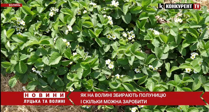 Збір полуниці: скільки грошей можна заробити на Волині (відео)
