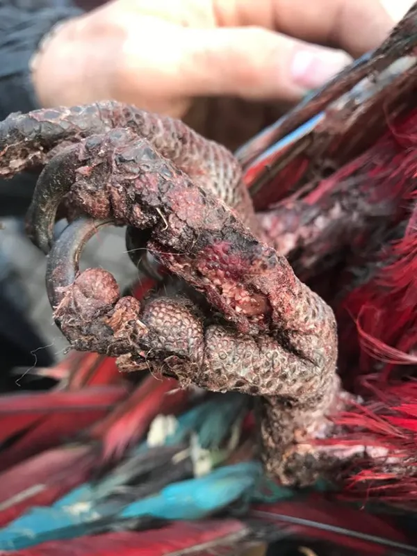 З викрадених із Луцького зоопарку папуг знущалися: один помер (фото 18+)