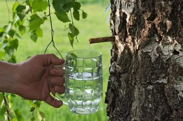 Чим корисний березовий сік