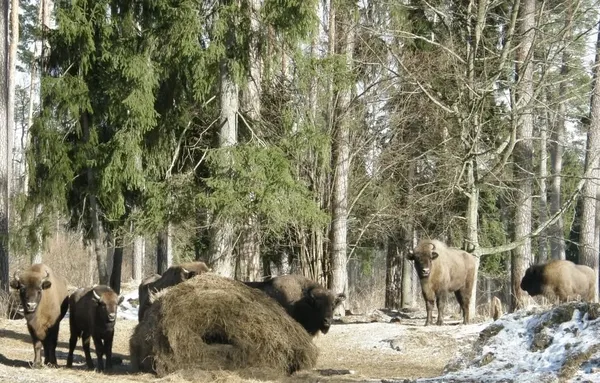 Стадо зубрів у мисливському вольєрі