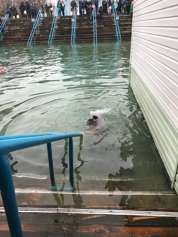 Хто з відомих волинян скупався в ополонці на Водохреще (фото)
