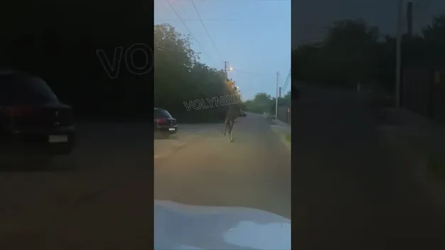 Вулицями Луцька бігав лось (відео)