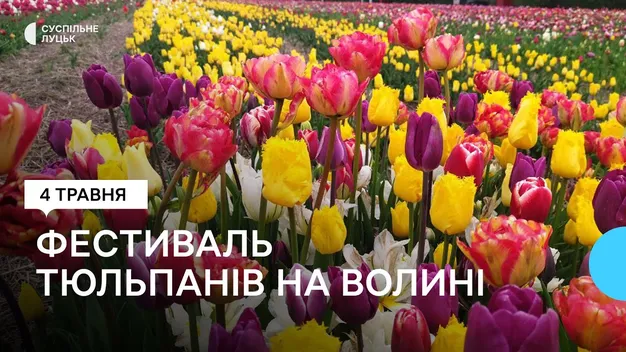 Під Луцьком стартував фестиваль тюльпанів «Волинська Голландія» (фото, відео)