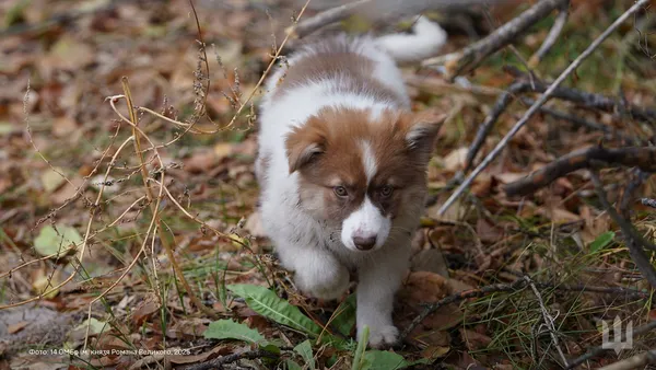 У Князівській бригаді показали, як хвостаті улюбленці дарують затишок на передовій (фото)