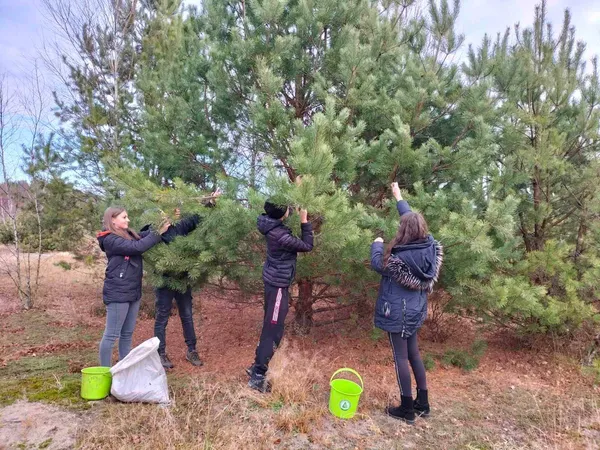 В лісництві на Волині зібрали понад 3 тонни соснових шишок (фото)