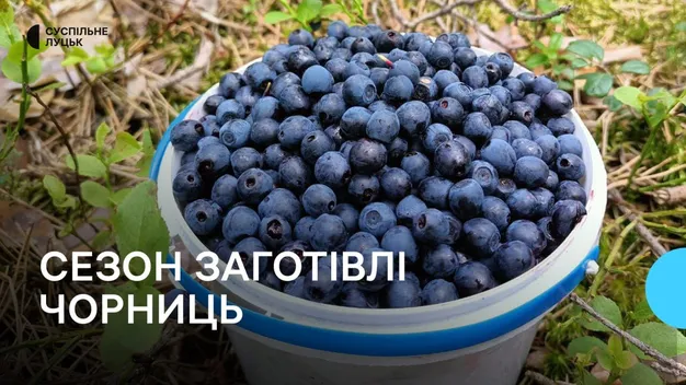 Тяжка праця, але заробити можна: як на Волині збирають чорниці (фото, відео)