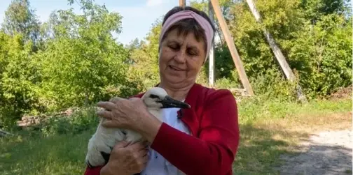 Врятували Леліка: як волинянка виходжувала лелеченя, яке випало з гнізда (відео)