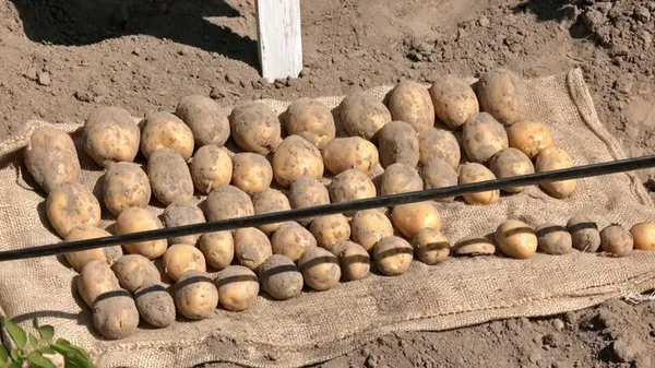 «Атол» і «Лариса» пережили цьогорічну спеку: на Волині показали 47 елітних сортів картоплі (фото, відео)
