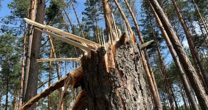 У волинських лісах досі долають наслідки серпневого буревію (фото)
