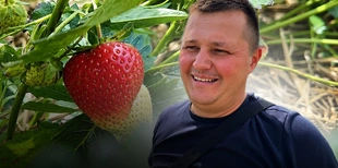 «Полуничний рай» Волині: у селі Хорохорин триває сезон збору ягід (фото, відео)