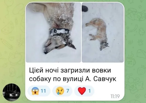Вовки чи шакали: мешканці села на Волині живуть у страху через нічні напади хижаків