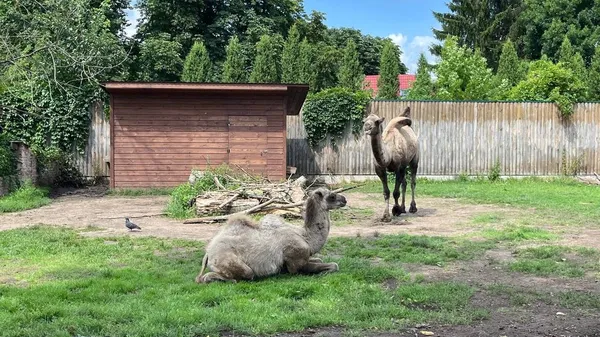 «Він добрий і файний»: як живе новонароджене верблюжа у Луцькому зоопарку (фото)