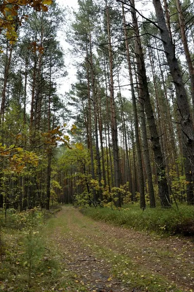 На Волині знайшли унікальну сосну з метровим стовбуром (фото)