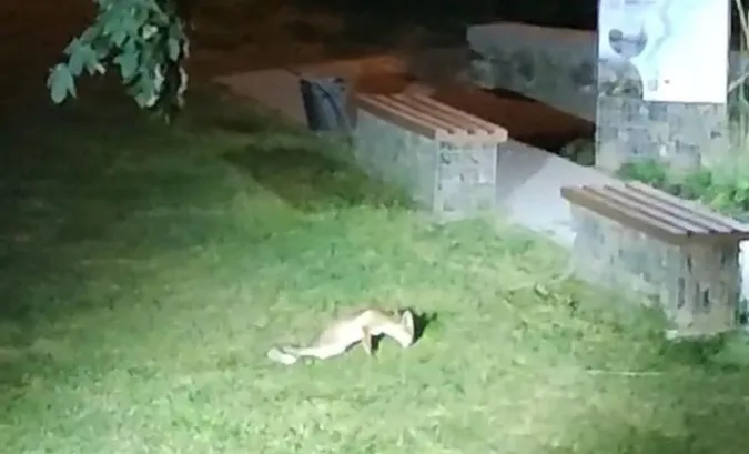 У Центральному парку Луцька замордували сімейство лисиць (фото)