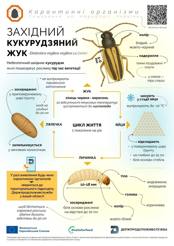 Перетворює стебло на «гусячу шию» і нищить врожай: на Волині попередили про небезпечного шкідника