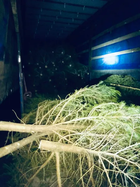 Свято наближається: на Волині зловили перші нелегальні ялинки (фото)