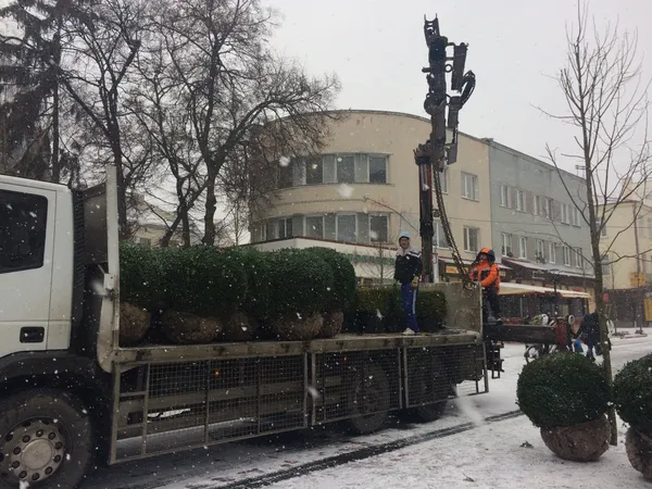 На Лесі України в Луцьку почали висаджувати кущі (фото)