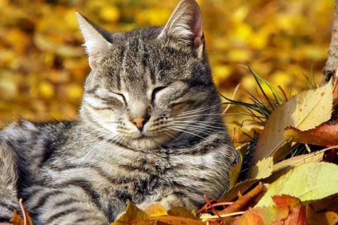 Осіння спека: погода в Луцьку на середу, 2 жовтня