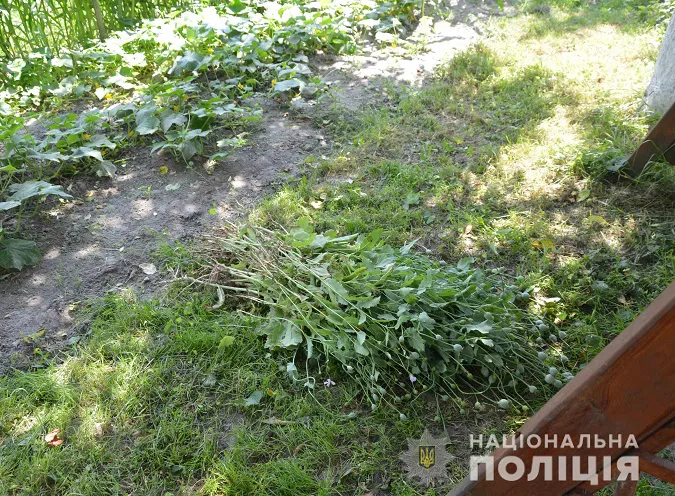 Волиняни влаштували на городах плантації опійного маку (фото)