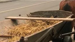 У Луцьку за порушення ПДР патрульні зупинили підводу з конем (фото)