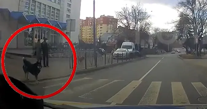 Патрульні показали, як «милі песики» у Луцьку користуються переходом (відео)