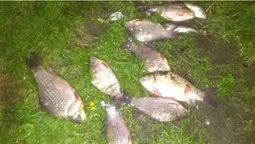На Мар’янівському водосховищі виявили браконьєра з мисиновою сіткою (фото)