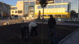 Біля луцького "Променя" садять дерева (фото)