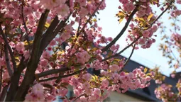 🌸 Маленька Японія у Луцьку: у центрі міста розцвіли сакури (фото)