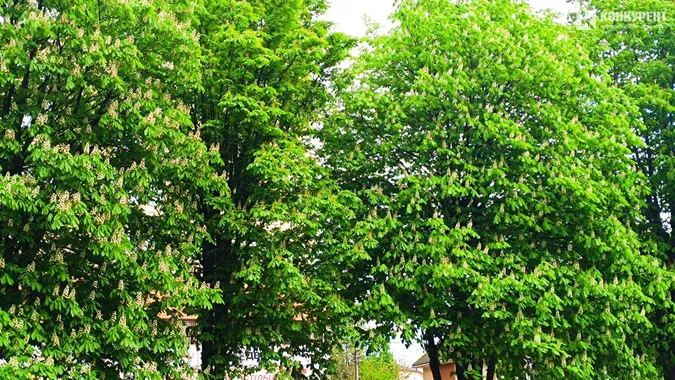 У Луцьку розквітли каштани (фото)