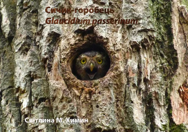У національному парку на Волині оселилась унікальна сова (фото)