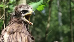 На Волині закільцювали птаха, який спарюється з іншим видом пернатих (фото)