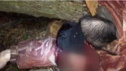 У Луцькому районі дерево розтрощило череп  лісорубу (фото, відео 21+)