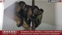 Капуцинів-переселенців з Київщини прихистили у Луцькому зоопарку (відео)