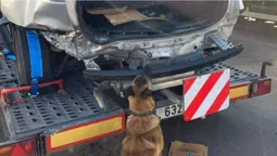 На Волині службовий пес внюхав на кордоні з Білоруссю авто з набоями