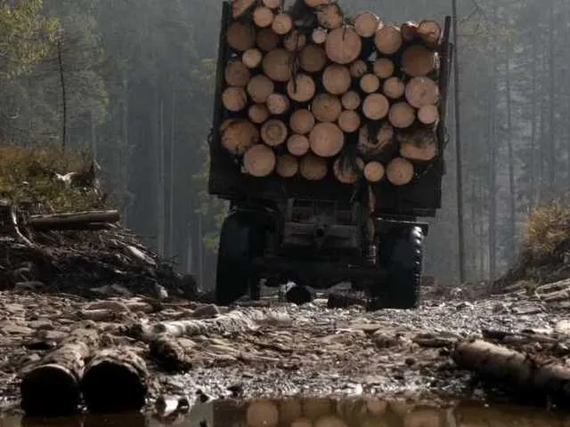 Рубали деінде, а збували на Волині: судитимуть групу крадіїв лісу
