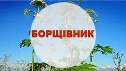 Увага, борщівник: лучани просять знищити небезпечну рослину (фото)