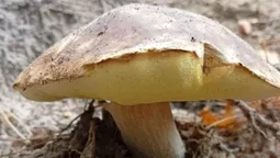 Справжнє Ельдорадо: у лісі на Поліссі причаїлися гриби-гіганти (фото)
