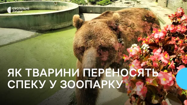 П'ють соки чи купаються в басейні: як рятуються від спеки у Луцькому зоопарку (відео)